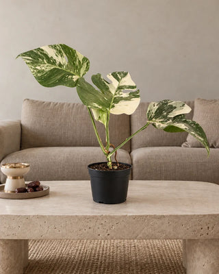 Monstera Albo — Nursery Pot