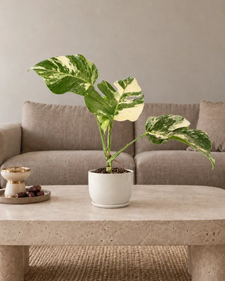 Monstera Albo — white ceramic pot