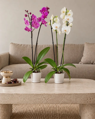 Orchid Duo — purple and white orchids in white ceramic pots
