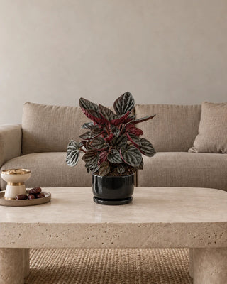 Peperomia Red Ripple 20–25cm – Luma Mini Black