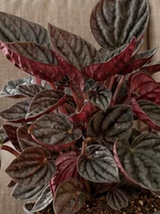 Peperomia Red Ripple macro detail of deeply rippled foliage
