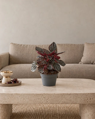 Peperomia Red Ripple 20–25cm – Nursery Pot