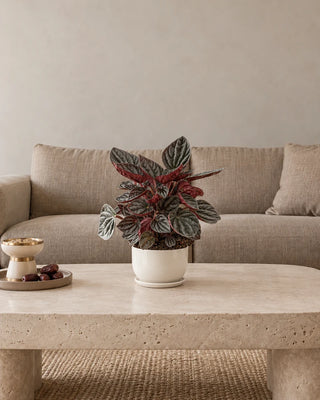 Peperomia Red Ripple 20–25cm – Luma Mini White