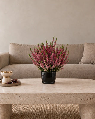 Pink Heather Calluna 30–40 cm in Luma Mini Black