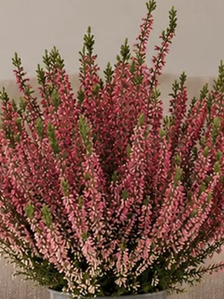 Close-up macro of Pink Heather Calluna pink buds and flower spikes