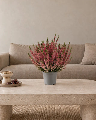 Pink Heather Calluna 30–40 cm in Nursery Pot