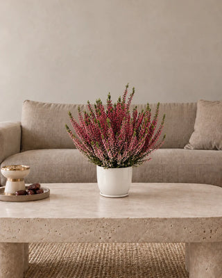 Pink Heather Calluna 30–40 cm in Luma Mini White