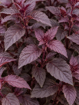 SG Care Macro — Purple Basil