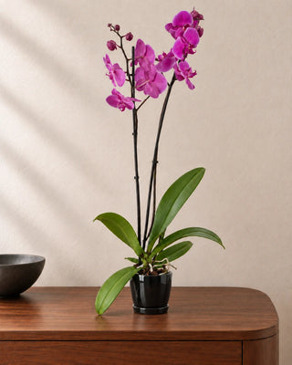 Purple Orchid 30–40cm in Luma Mini Black