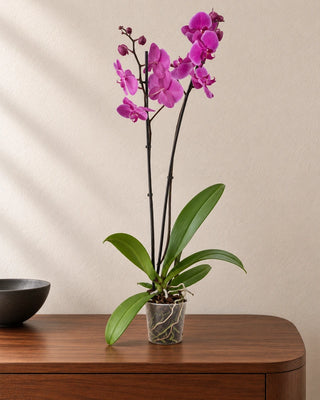 Purple Orchid 30–40cm in Nursery Pot