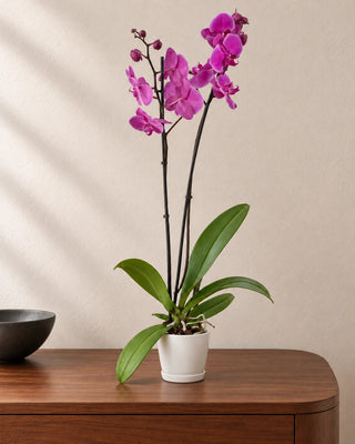 Purple Orchid 30–40cm in Luma Mini White