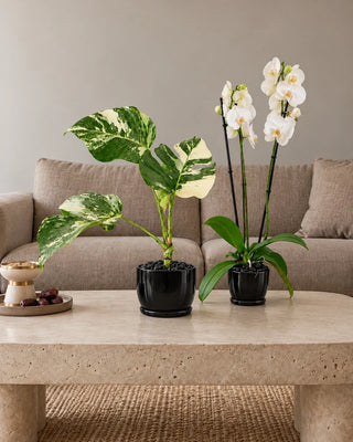 Rare & Bloom Duo — variegated Monstera Albo and white Phalaenopsis Orchid in black glossy ceramic pots with black pebbles