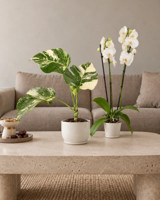 Rare & Bloom Duo — Monstera Albo and White Orchid in white ceramic pots
