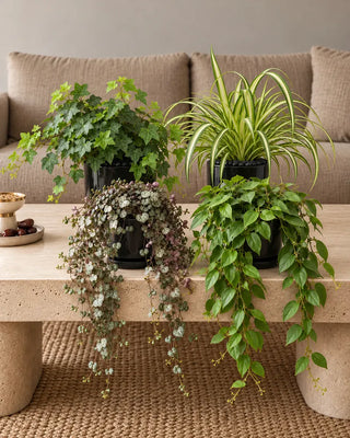 Shelf & Table Bundle — English Ivy, Spider Plant, String of Hearts and Lipstick Plant in black glossy ceramic pots with black pebbles