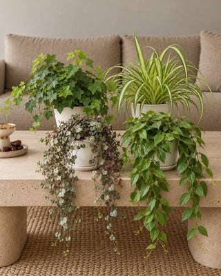 Shelf & Table Bundle — String of Hearts, Lipstick Plant, English Ivy and Spider Plant in white ceramic pots