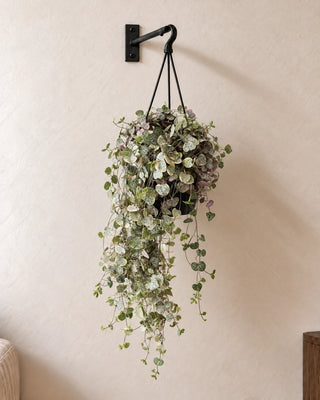 String of Hearts in hanging Nursery Pot, 20–25 cm