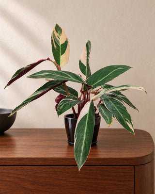 Stromanthe Triostar 30–35cm in Luma Mini Black