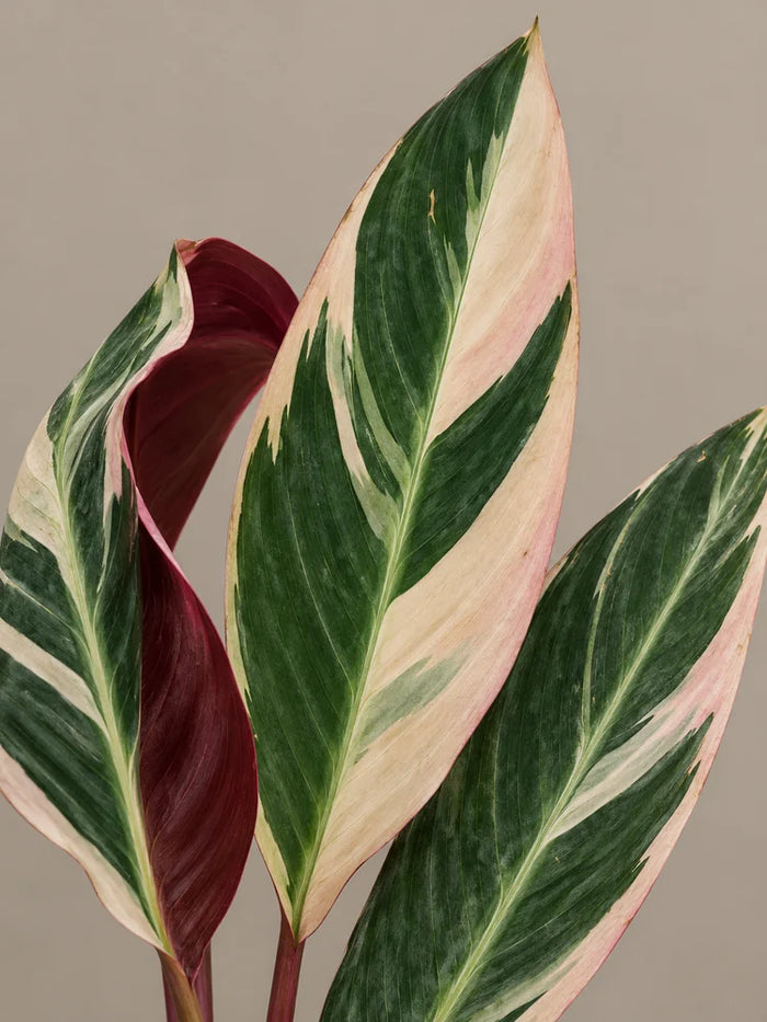 Stromanthe Triostar