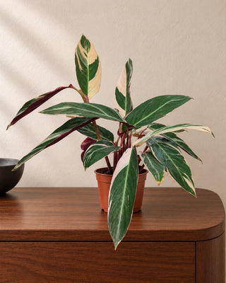 Stromanthe Triostar 30–35cm in Nursery Pot
