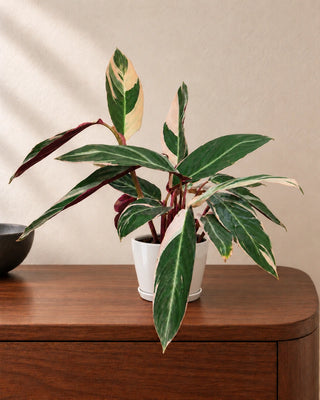 Stromanthe Triostar 30–35cm in Luma Mini White