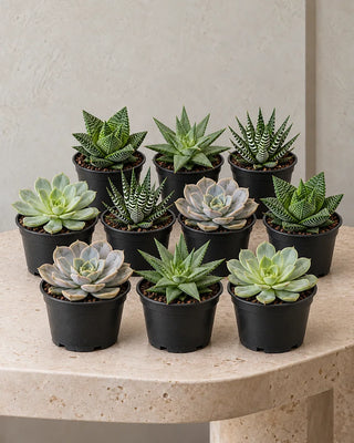 Succulent Collection — Set of 10 assorted plants in nursery pots