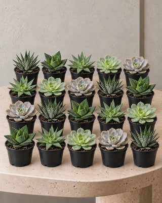 Succulent Collection — Set of 20 assorted plants in nursery pots
