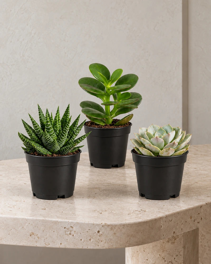 Succulent Collection