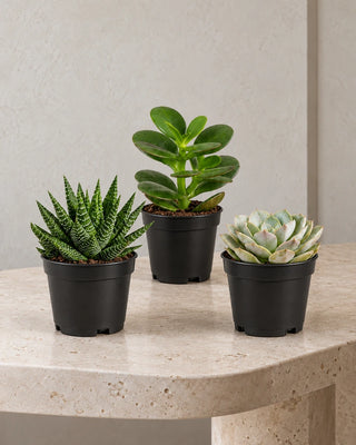 Succulent Collection — Set of 3 assorted plants in nursery pots