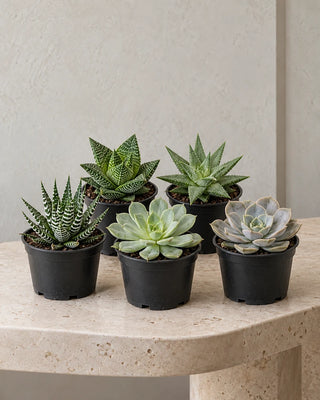 Succulent Collection — Set of 5 assorted plants in nursery pots