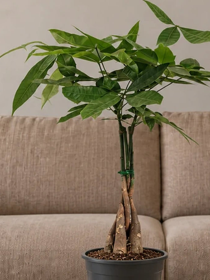 Twisted Pachira (Money Tree)