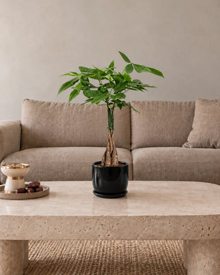 Twisted Pachira Money Tree 25–35 cm in Luma Mini Black