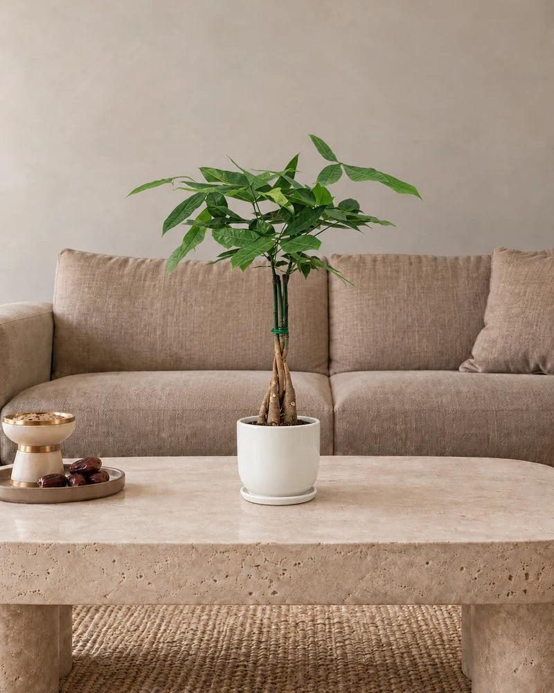 Twisted Pachira (Money Tree)