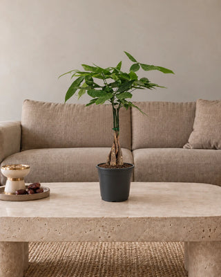 Twisted Pachira Money Tree 25–35 cm in Nursery Pot