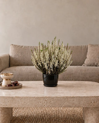 White Heather (Calluna) 30–40 cm Luma Mini Black