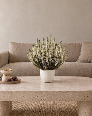 White Heather (Calluna) 30–40 cm Luma Mini White