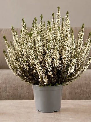 White Heather (Calluna) close-up of naturally white flowering spikes