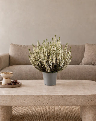 White Heather (Calluna) 30–40 cm Nursery Pot