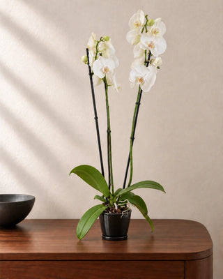 White Orchid 30–40cm in Luma Mini Black