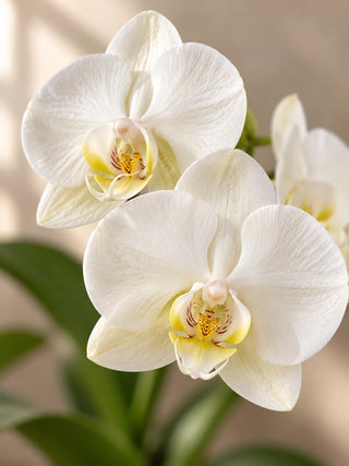 White Orchid