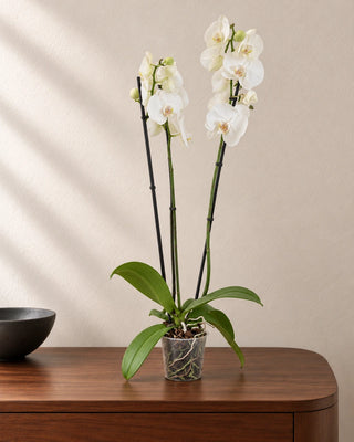 White Orchid 30–40cm in Nursery Pot