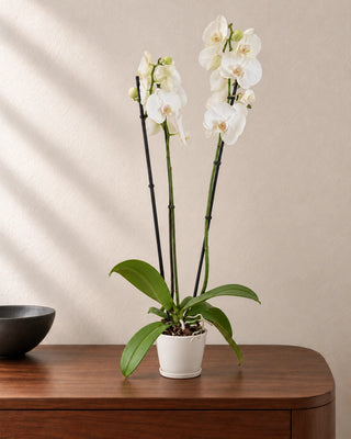 White Orchid 30–40cm in Luma Mini White