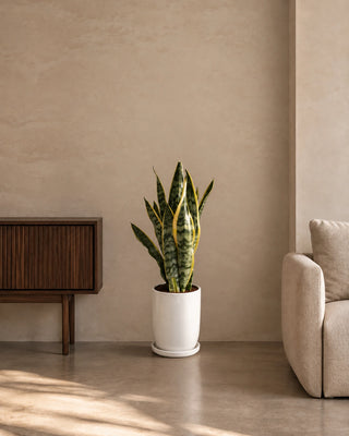 Snake Plant in white Luma Glossy planter, 50-60cm