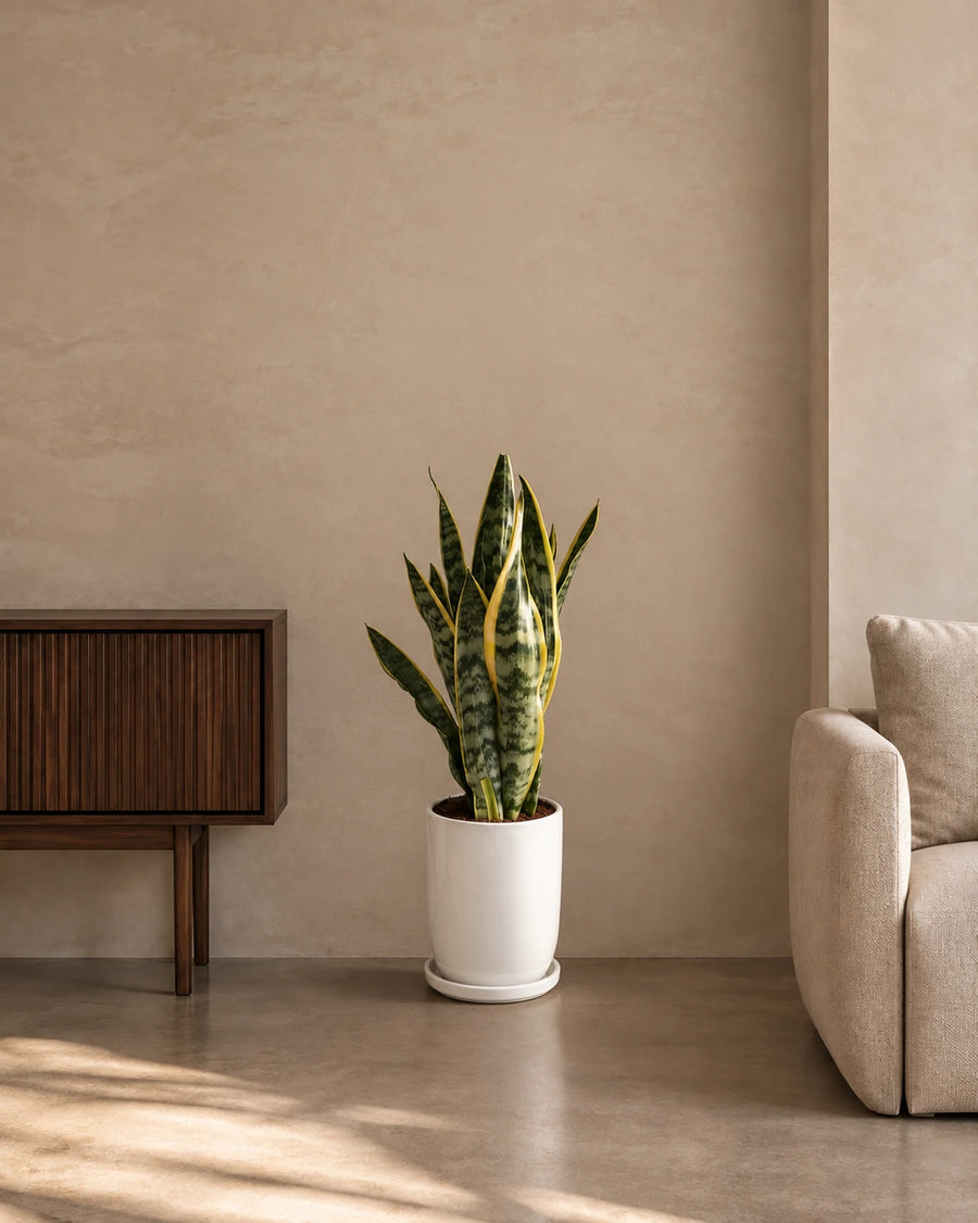 Snake Plant
