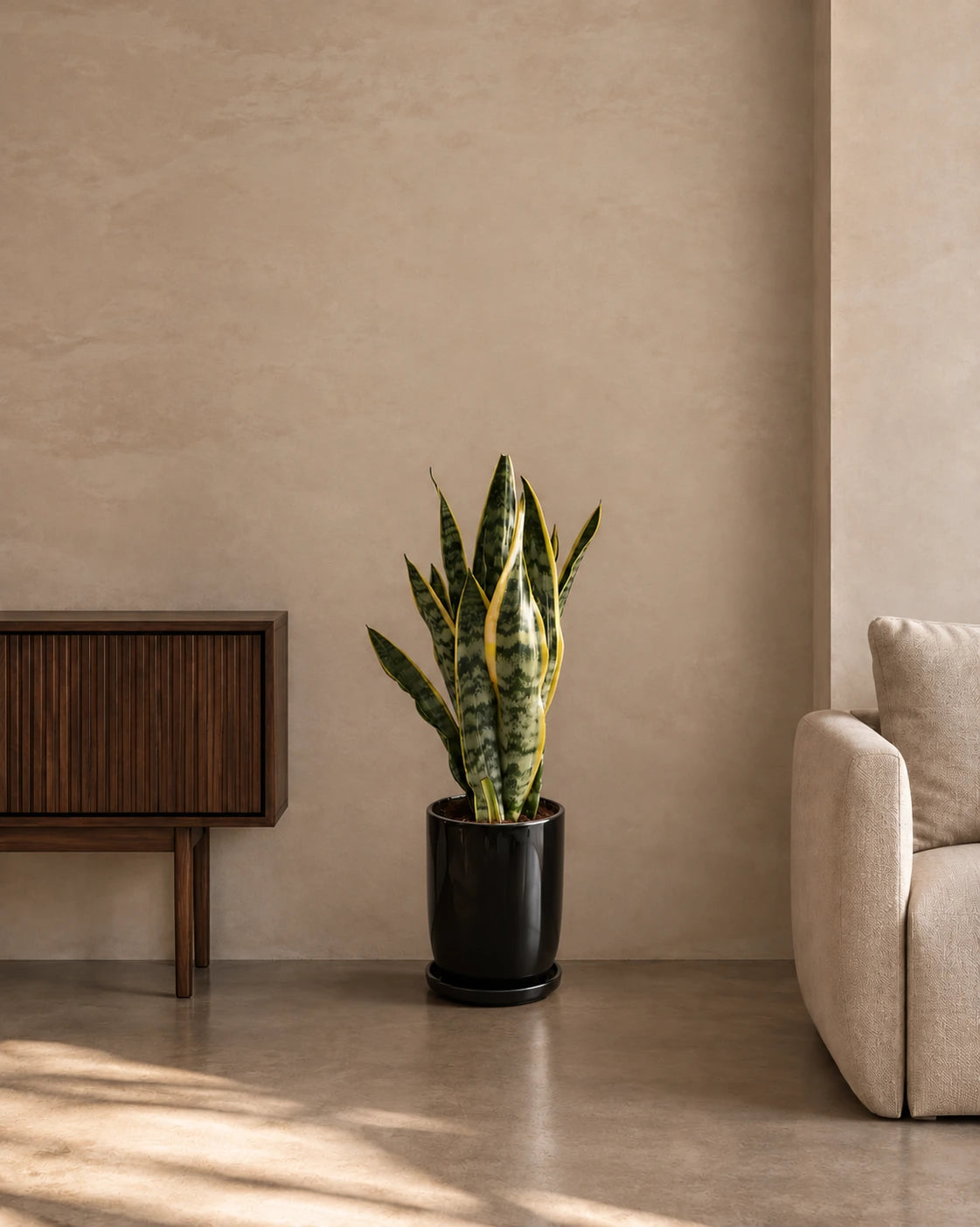 Snake Plant