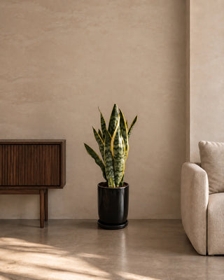 Snake Plant in black Luma Glossy planter, 50-60cm