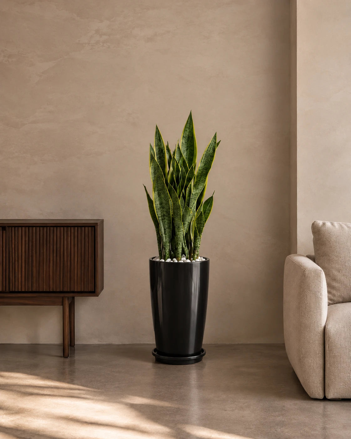 Snake Plant