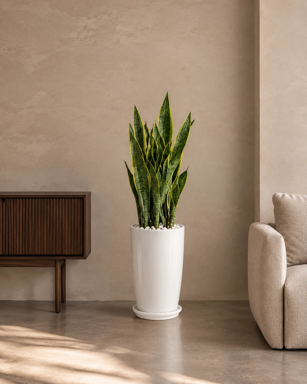 Snake Plant