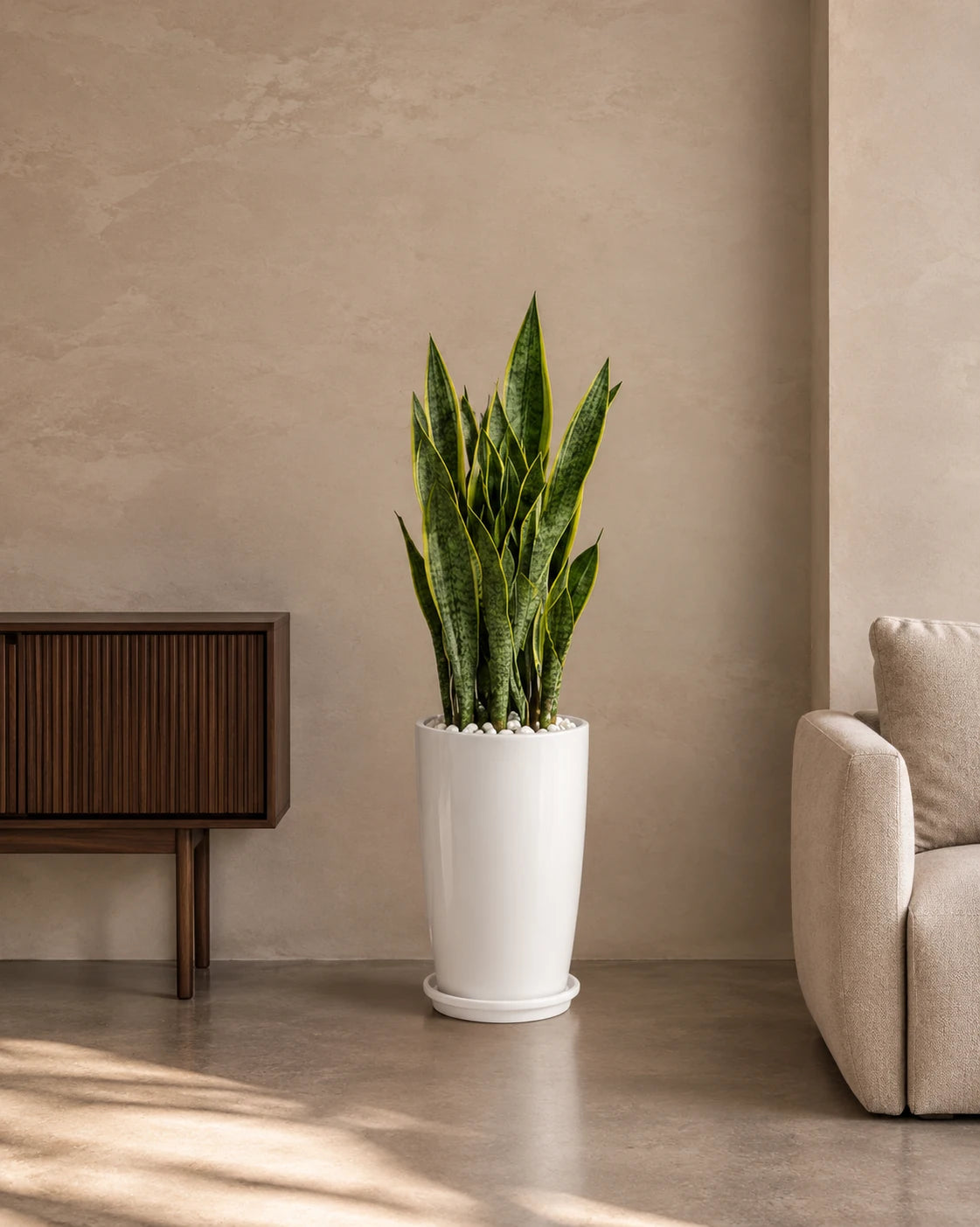 Snake Plant