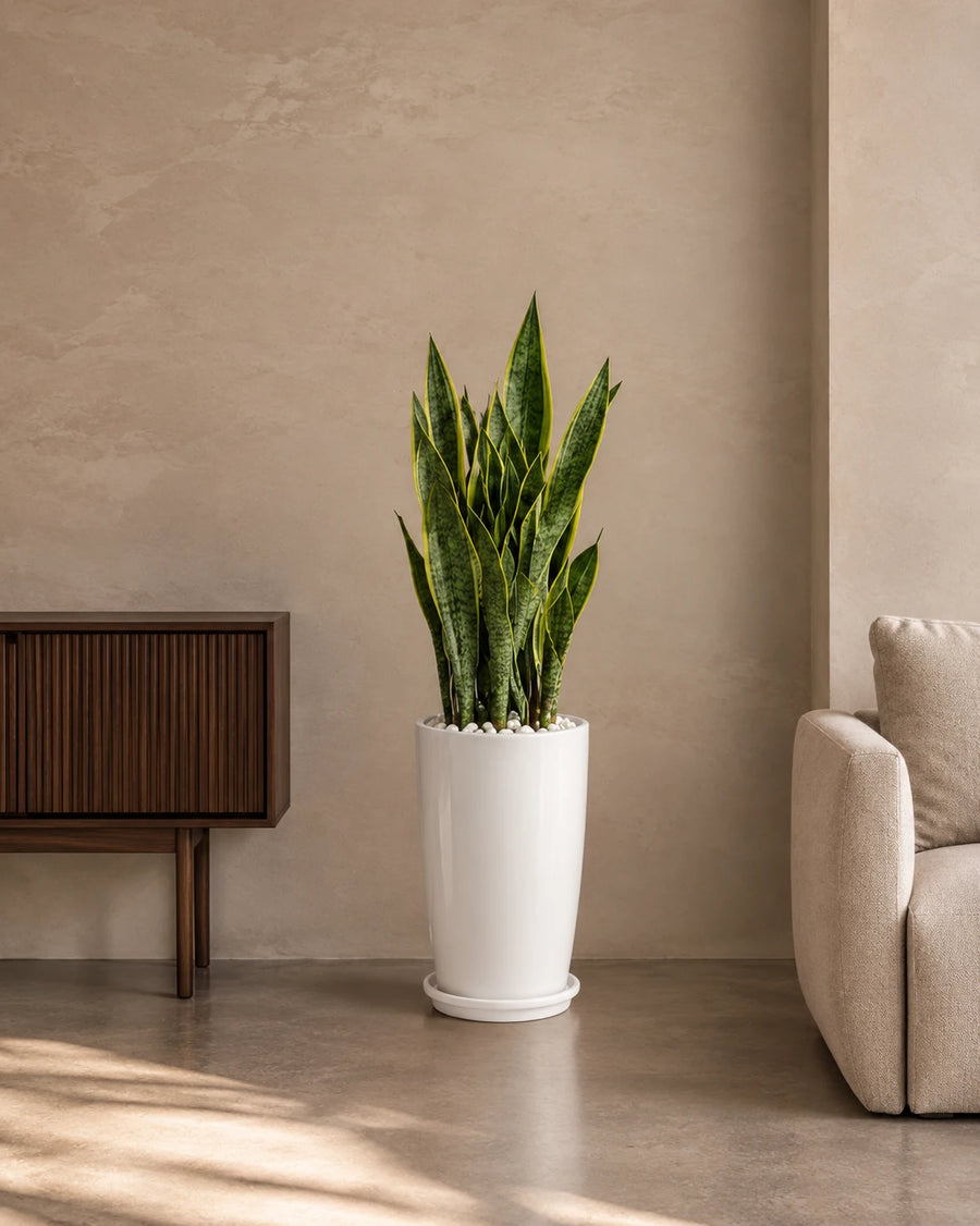 Snake Plant