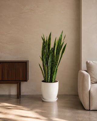 Snake Plant in white Luma Glossy planter, 80-90cm